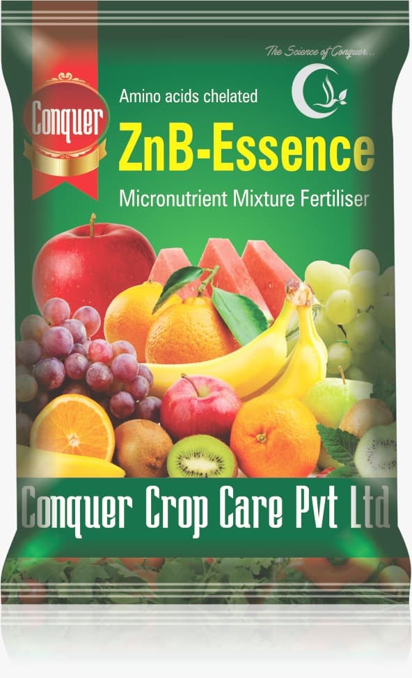 ZnB-Essence